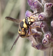 Euodynerus variegatus