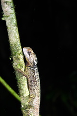 Enyalioides