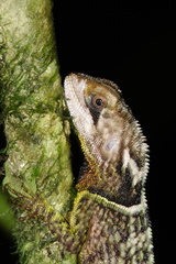Enyalioides