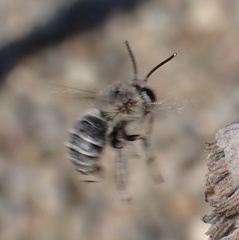 Anthophora bimaculata