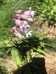 Penstemon digitalis
