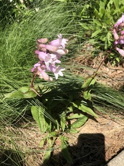 Penstemon digitalis