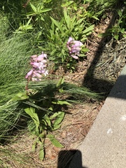 Penstemon digitalis
