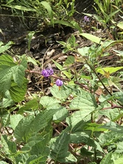 Solanum dulcamara