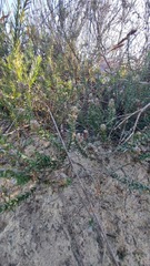 Phylica thunbergiana