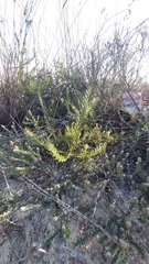 Phylica thunbergiana