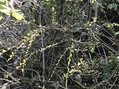 Phyllanthus cuneifolius