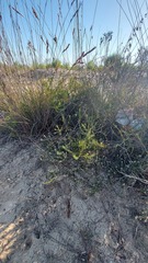 Phylica thunbergiana