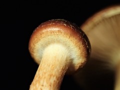 Pholiota communis