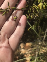 Phyllanthus cuneifolius