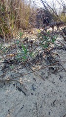 Lampranthus glaucoides