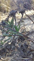 Lampranthus glaucoides
