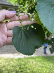 Tilia