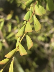 Phyllanthus cuneifolius