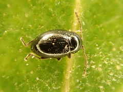 Neocrepidodera nigritula