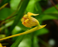 Maxillaria subrepens