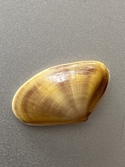 Donax vittatus