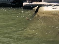 Ondatra zibethicus
