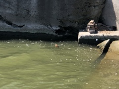 Ondatra zibethicus