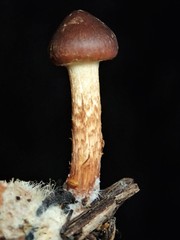 Pholiota communis