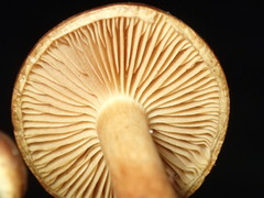 Pholiota communis