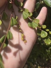 Phyllanthus cuneifolius