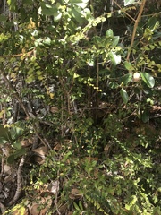 Phyllanthus cuneifolius