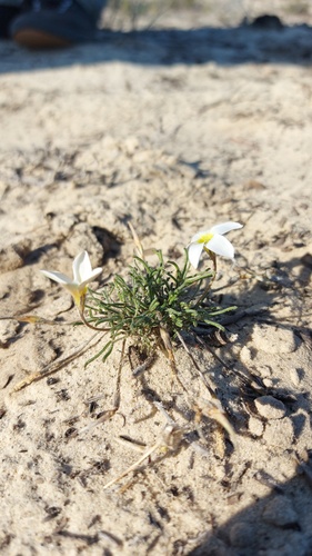 Oxalis argyrophylla (Oxalis argyrophylla)