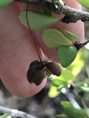 Phyllanthus cuneifolius