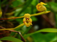 Maxillaria subrepens