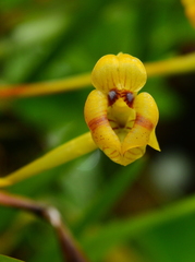 Maxillaria subrepens