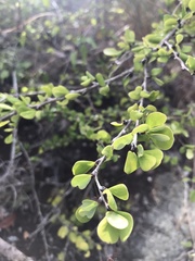 Phyllanthus cuneifolius