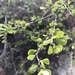 Phyllanthus cuneifolius - Photo (c) Erica Newman,  זכויות יוצרים חלקיות (CC BY-NC), הועלה על ידי Erica Newman