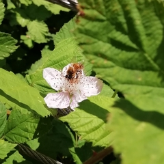 Apis mellifera