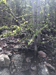 Phyllanthus cuneifolius