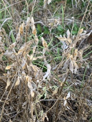 Lupinus texensis