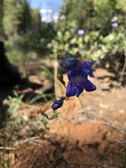 Penstemon azureus