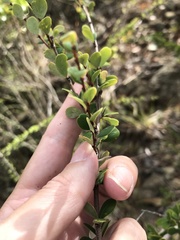 Phyllanthus cuneifolius