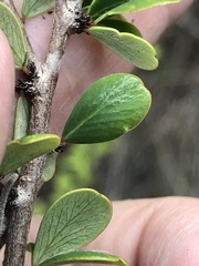 Phyllanthus cuneifolius