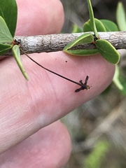 Phyllanthus cuneifolius