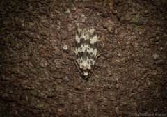 Barea eucapnodes