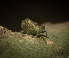 Cotylana angustifrons