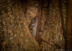 Silvascincus murrayi