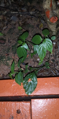 Dicliptera chinensis iNat (3)