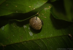 Nitor subrugatus