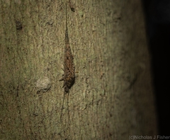 Nesomachilis