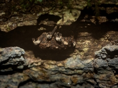 Poropterus bisignatus