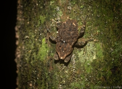 Poropterus bisignatus