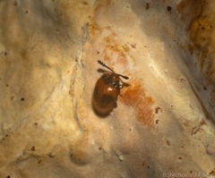 Stenotarsus bimaculipennis