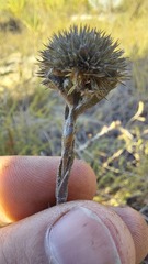 Stoebe gomphrenoides